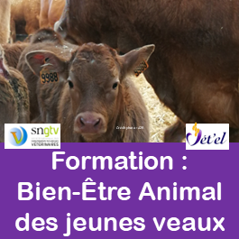 Image pour formation BEA des jeunes veaux