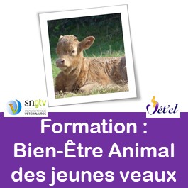 Image pour formation BEA des jeunes veaux